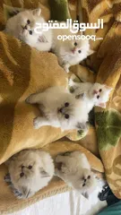  4 هملايا مكس شانشيلا ذكر وانثى