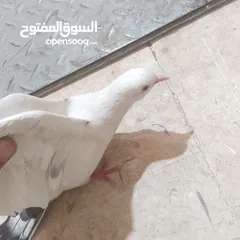  4 حمام بلدي شغال وصحه قويه شغل تربايه ومشروع زغاليل