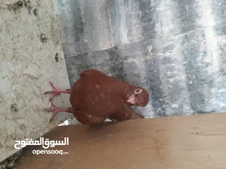  9 متاح  جواز  حمام الماني  كلو شغال جوز بلوني احمر تحته بيض وطيره مزهوراي حمره مع فرخها  وطيره مسوداي