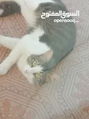  1 قطط للتبني بدون مقابل في عمان....