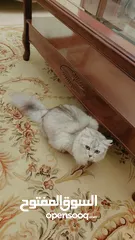  4 قطط من ام شنشيلا وأب سكوتش فولد لونج هير للبيع