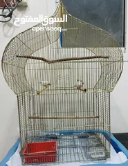  5 Finches Adult size 4 birds