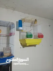  7 طيور للبيع