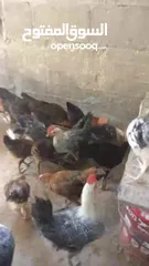  2 فراخ دجاج بلدي