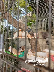  1 طيور زيبرا طفراات بداية خيرهم تقريبا 12 جوووووز