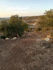  5 ارض زيتون للبيع