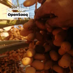  10 لتنظيف النخيل والواشنتونيا والاهتمام بالحدائق والثمار بكافه انواعها