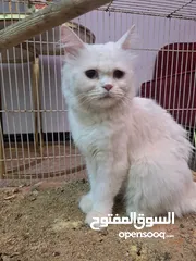  2 قطه شيرازي كلش اليفه ولعوبه للبيع او مراوس