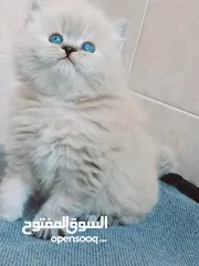  5 قطه راغدول بيور