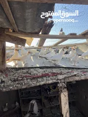  9 حمام زواج زق