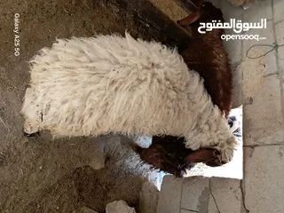  8 عبوره أسنان اللبن  للبيع  تنفع اضحيه او عقيقه او نذر
