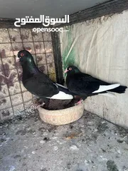  8 جواز للبيع سعر طري