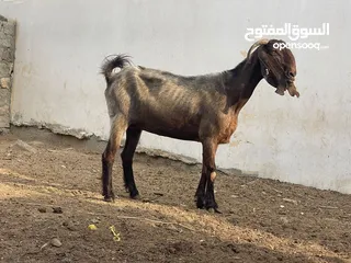  2 شاه قبرصيه ما شاء الله الحجم الضخم ما شاء الله صغيره في السن