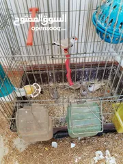  5 طيور جنة للبيع