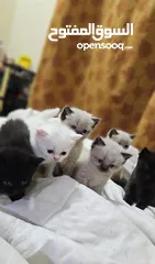 1 Adorable British Shorthair Kittens Looking for Their Forever Homes – Ready to Join Your Family