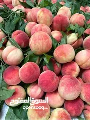  1 مشاتل المملكة الزراعية لتنسيق الحدائق