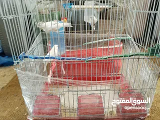  5 طيور كناري للبيع جواز