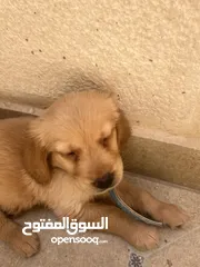  4 كلب قولدن جهاز مع كل مطاعيم و جواز سفر و مايكرو تشيب ذكر