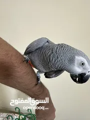  4 Grey parrot talking and termed