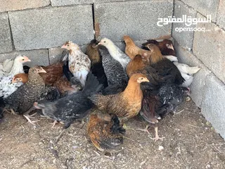  1 عتوق دجاج عربي وزهري