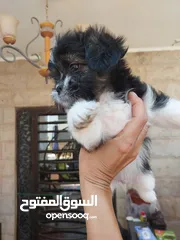  6 لمحبين الكلاب الصغير  للبيع اي استفسار يرجع المرسلة على خاص