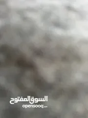  1 شقه مفروشه للايجار خلف جبري المركزي دخلت الشالاتي