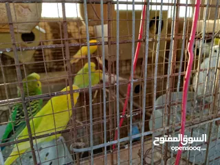  7 مطير عصافير للبيع