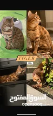  3 Bengal Cats