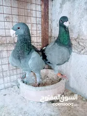  1 جواز نخب بالصلاة على النبي