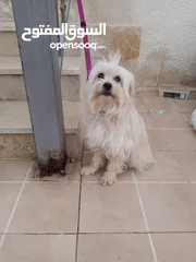  3 كلب انثى فرنش تيرير French Terrier مع جميع المطاعيم والاغراض