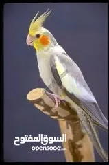  1 ‏طائر كوكتيل لعوب وأليف جداً