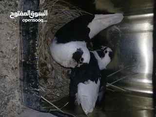  1 4 جواز شغاله  وفحل مكفوله للبيع دون الفراخ 35 دينار كوم