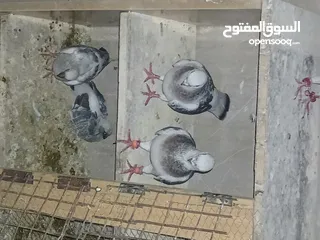  12 جواز شغاله