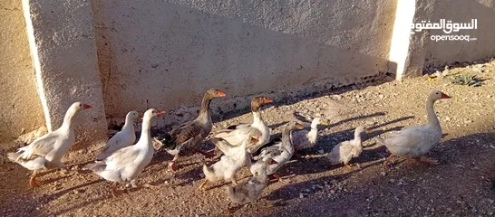  4 وز وبط للبيع او للبدل على صخله أو عبور مع دفع الفرق
