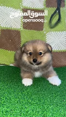 4 pomeranian pappy 3 months old