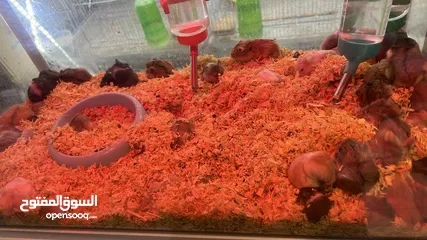  1 هامستر للبيع