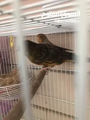  10 Breeding pairs of canary  in Alain
