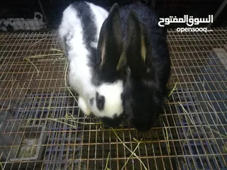  1 أرانب واقفاص للبيع