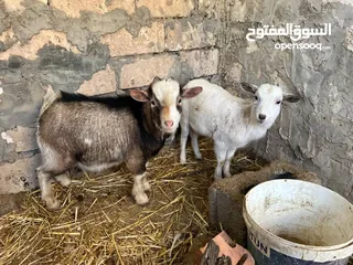  2 جدي وعناق كرديات ..