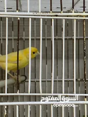 12 جوز كنار للبيع