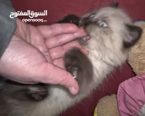  27 بريتش ريد اطراف قصيره لون اشقر شعر طويل وهمالايا تشوكلت بلو بوينت شعر طويل العمر شهرين ونص