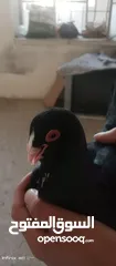  5 جوز مسويد للبيع