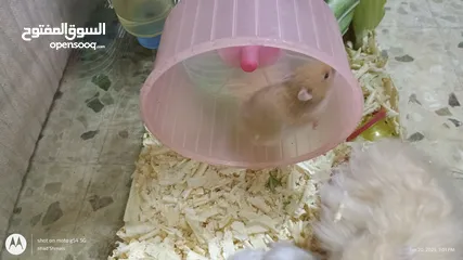  3 cute Hamsters for sale . very nice and joyful creatures 5 JDs for pair