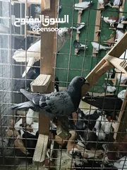  14 حمام مشكل بسعر حرق