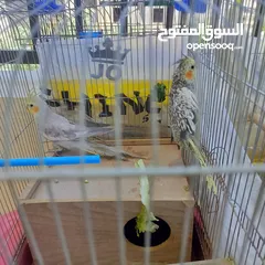  3 زوج طيور ببغاء كوكتيل