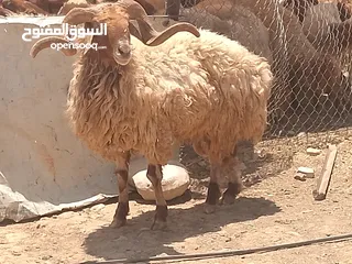  8 نفس الصور بالضبط أضاحي وعقيقه كبش صحراوي  اوزان من 19 ل30 لحم احجز ضحيتك ذبح أو دون ذبح السعر100ل150