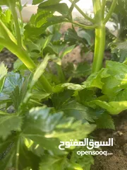  1 راديتر هوندا اوديسي 2012 للبيع