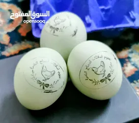  24 بيض مخصب و صيصان لسلالات دجاج نادره على مستوى العالم