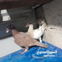  15 حمام للبيع جواج الجوز 10