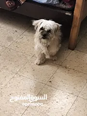  1 انثى فرنسيه معشره وصحتها ممتازه مطعمه مطعومين ومعها لتر بوكس وعطر وشامبو عمرها 12 شهر لعوبه وهاديه
